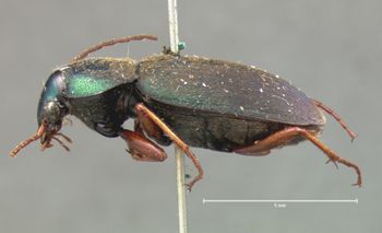 Media type: image;   Entomology 8002 Aspect: habitus lateral view